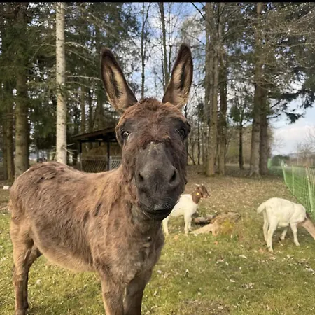 Top-schlafkomfort & Bergblick Pur Perfekt Zum Wandern Und Radfahren Apartament *